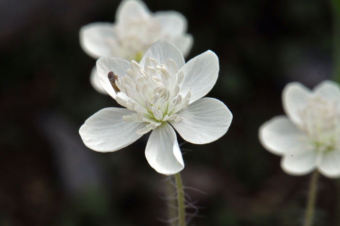 Platystemon californicus, Creamcups Platystemon californicus, Creamcups